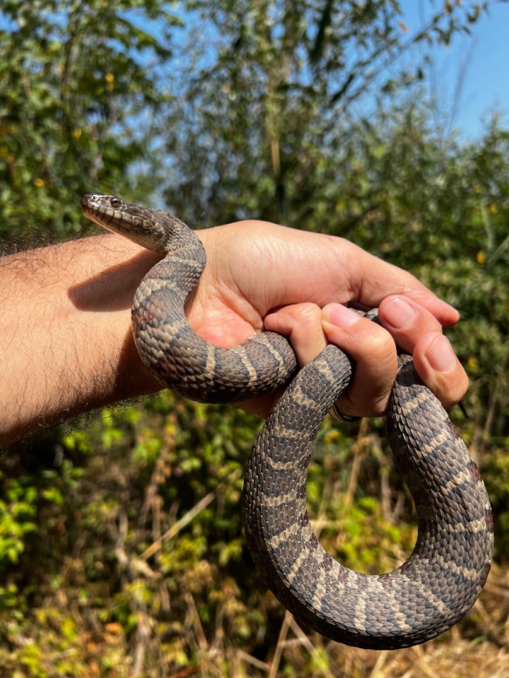 Northern Water Snake